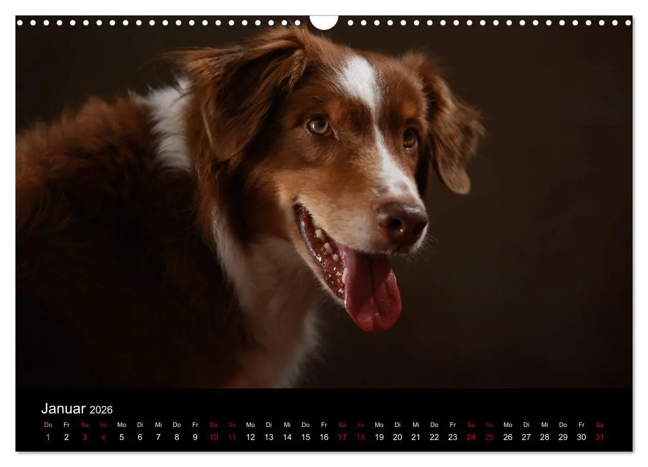 Bild: 9783457897836 | Charmante Australian Shepherds (Wandkalender 2026 DIN A3 quer),...