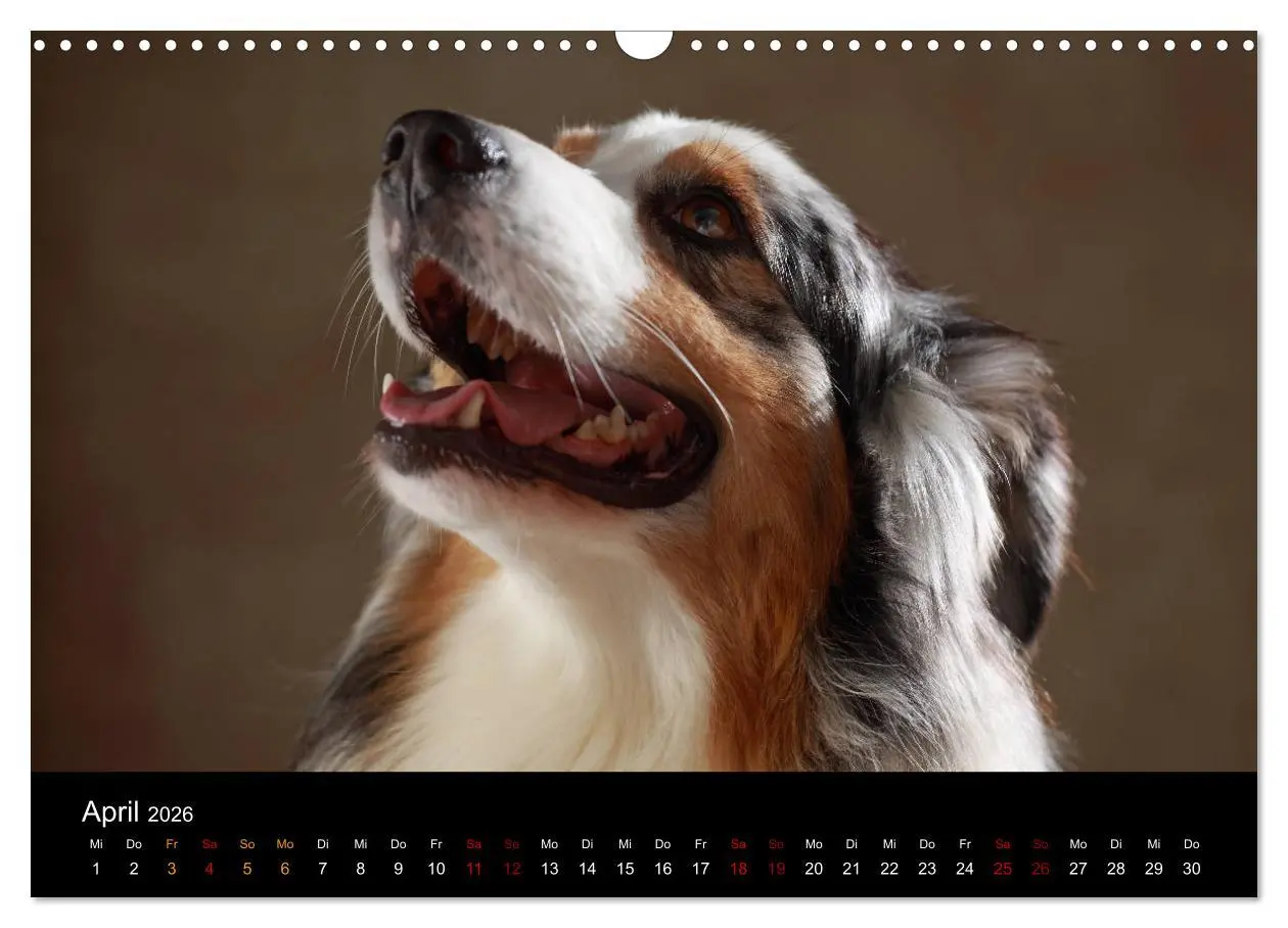 Bild: 9783457897836 | Charmante Australian Shepherds (Wandkalender 2026 DIN A3 quer),...