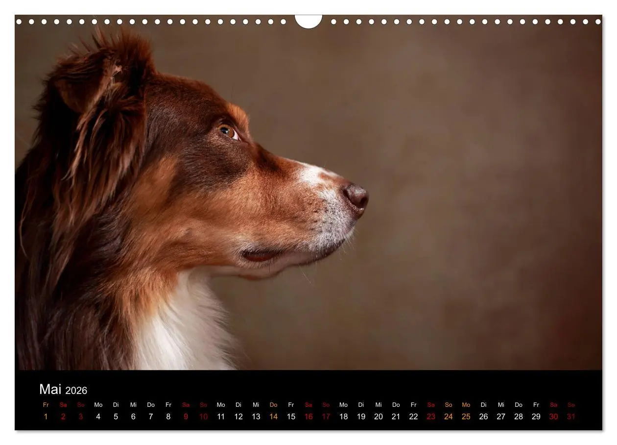 Bild: 9783457897836 | Charmante Australian Shepherds (Wandkalender 2026 DIN A3 quer),...