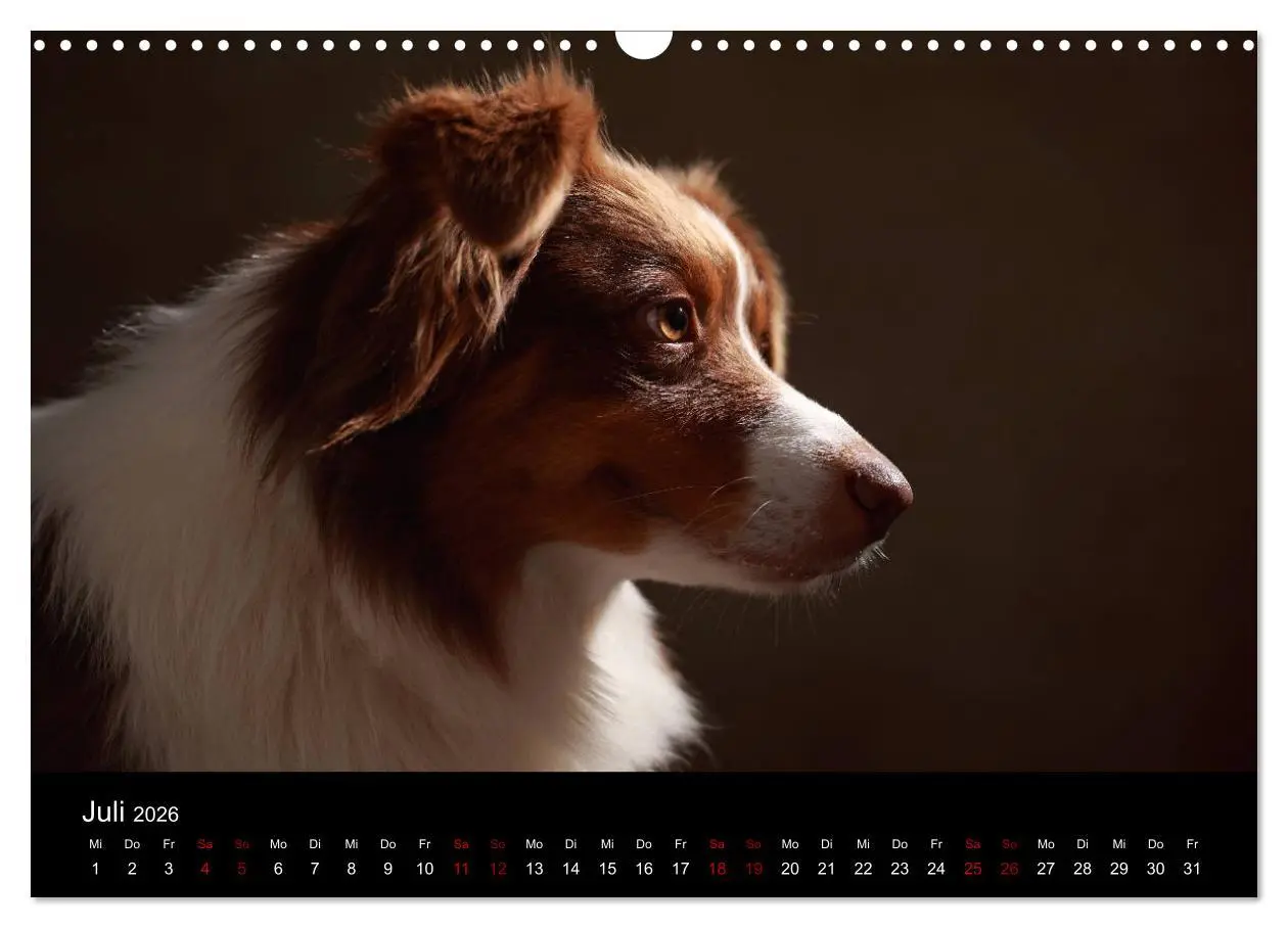 Bild: 9783457897836 | Charmante Australian Shepherds (Wandkalender 2026 DIN A3 quer),...
