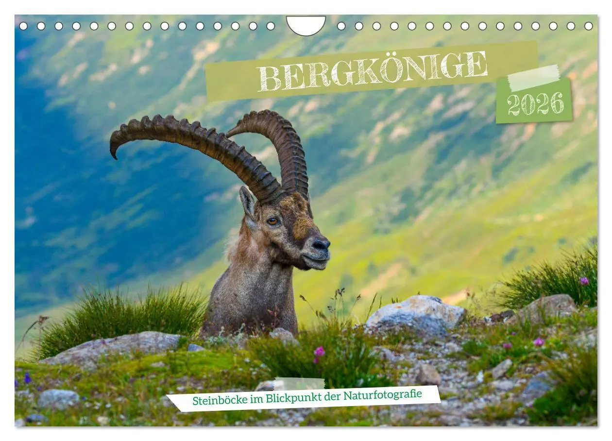 Cover: 9783457337936 | Bergkönige - Steinböcke im Blickpunkt der Naturforografie...