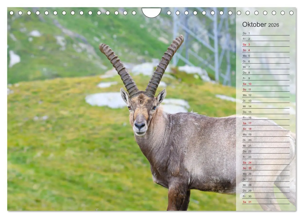 Bild: 9783457337936 | Bergkönige - Steinböcke im Blickpunkt der Naturforografie...