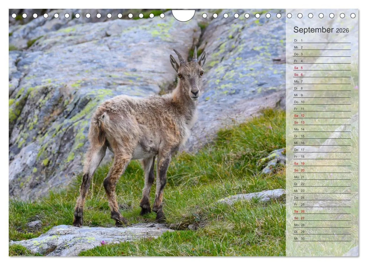 Bild: 9783457337936 | Bergkönige - Steinböcke im Blickpunkt der Naturforografie...