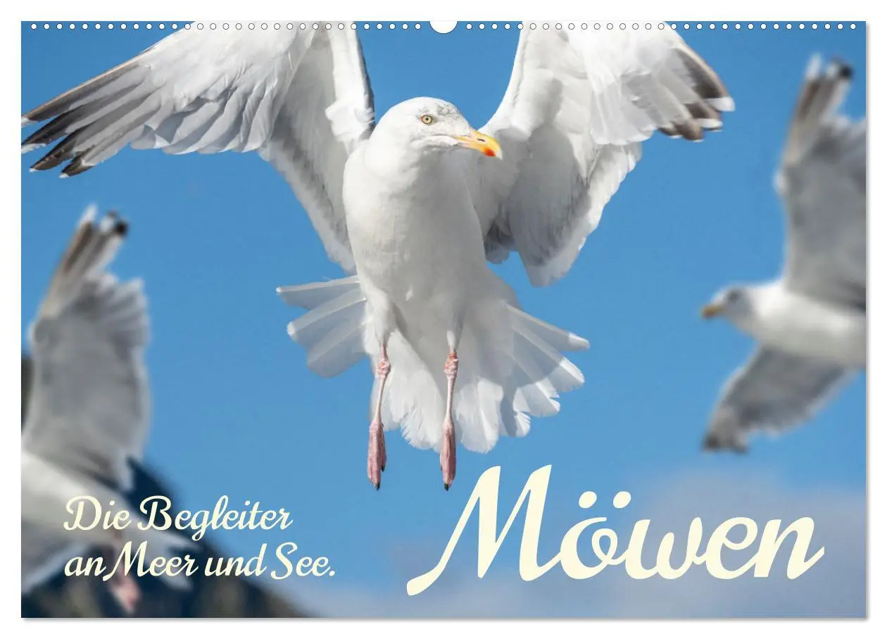 Cover: 9783457398036 | Möwen die Begleiter an Meer und See (Wandkalender 2026 DIN A2...