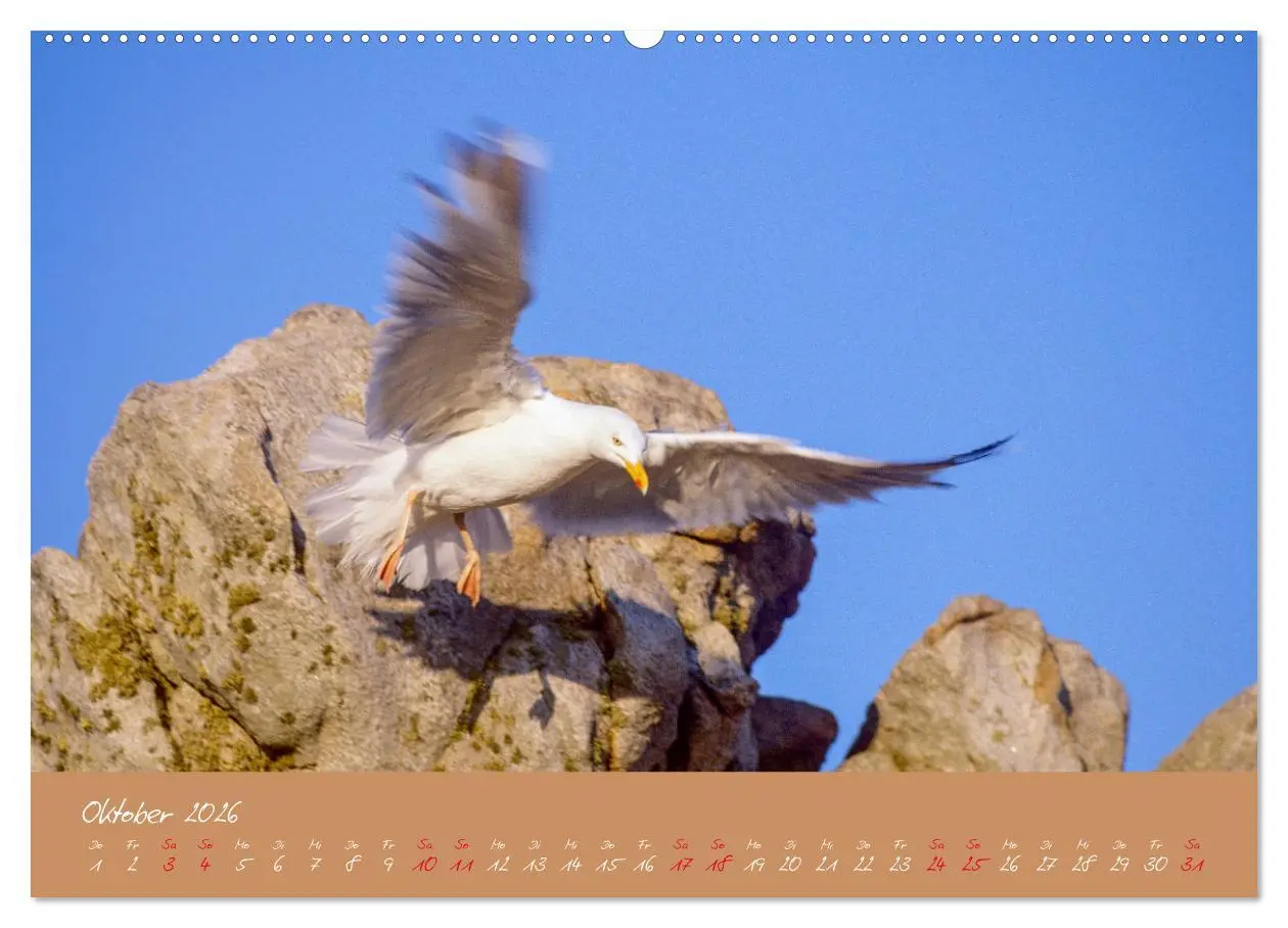 Bild: 9783457398036 | Möwen die Begleiter an Meer und See (Wandkalender 2026 DIN A2...