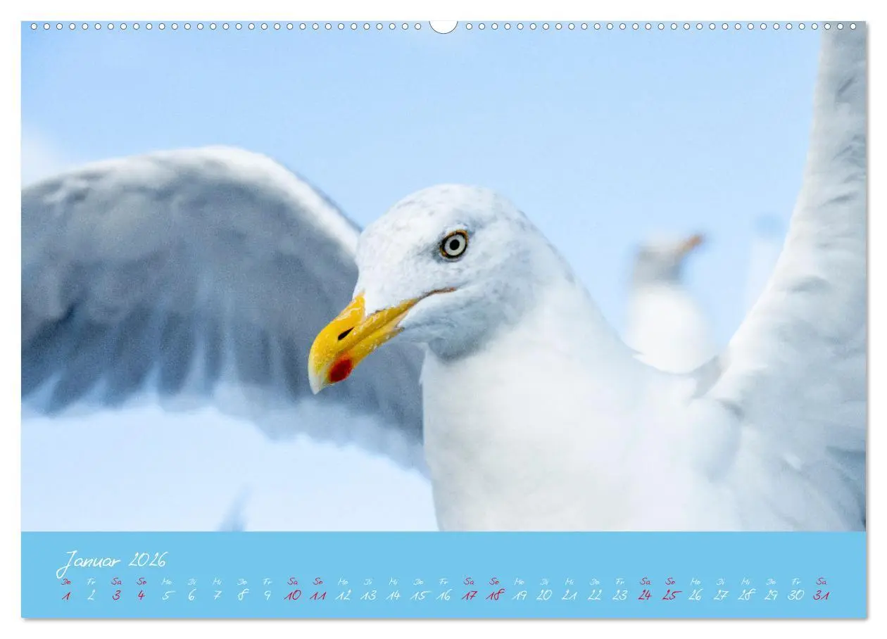 Bild: 9783457398036 | Möwen die Begleiter an Meer und See (Wandkalender 2026 DIN A2...