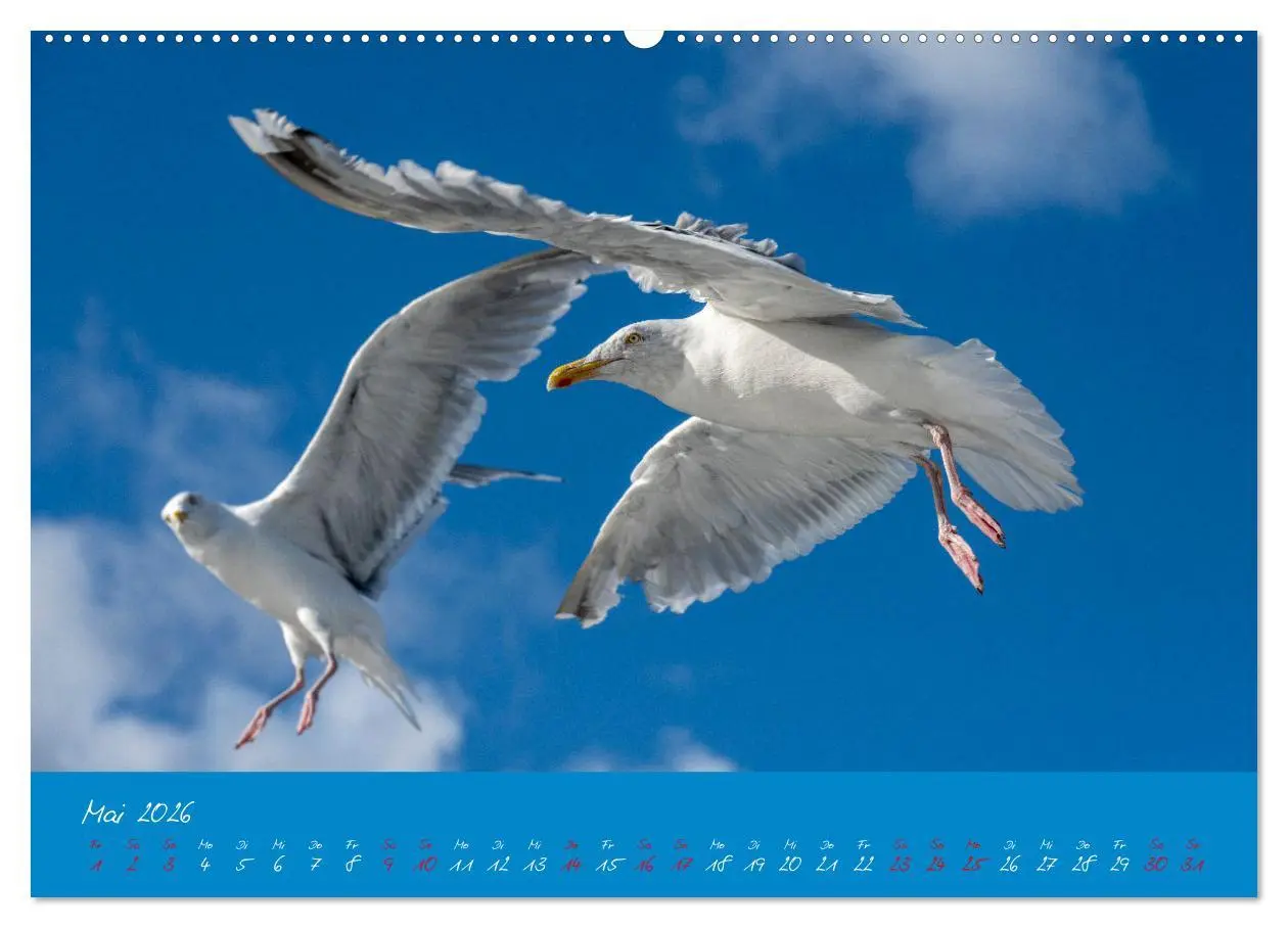 Bild: 9783457398036 | Möwen die Begleiter an Meer und See (Wandkalender 2026 DIN A2...