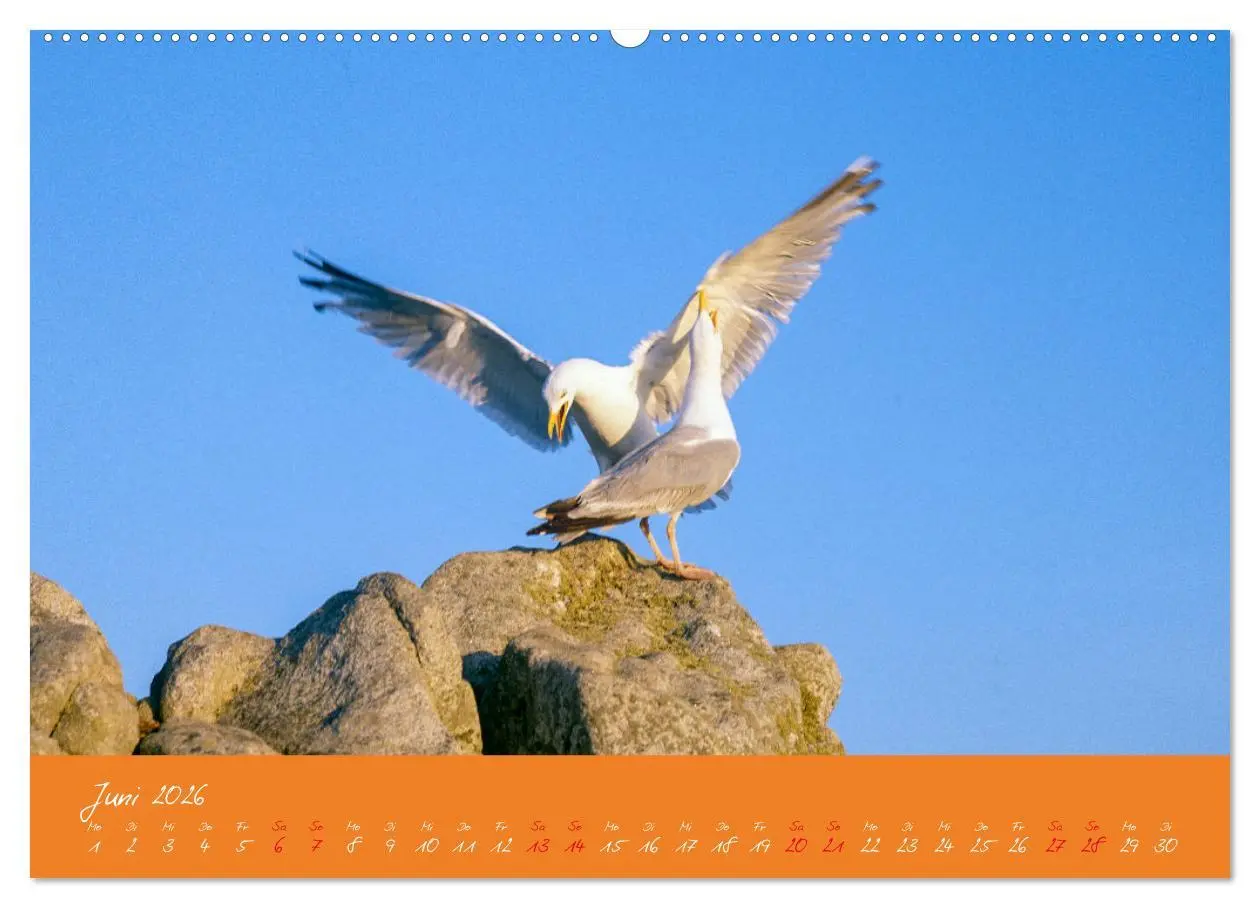 Bild: 9783457398036 | Möwen die Begleiter an Meer und See (Wandkalender 2026 DIN A2...