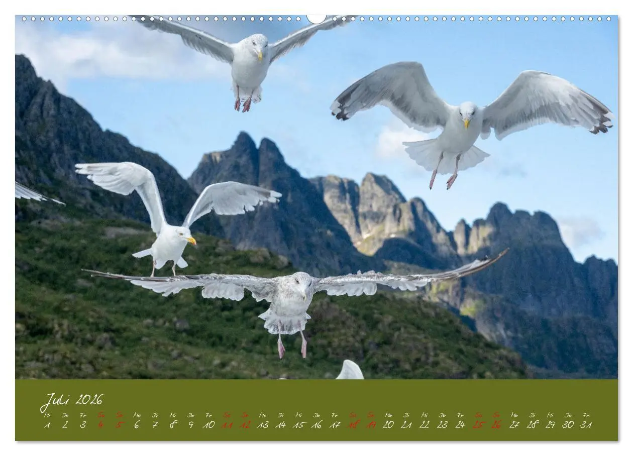 Bild: 9783457398036 | Möwen die Begleiter an Meer und See (Wandkalender 2026 DIN A2...