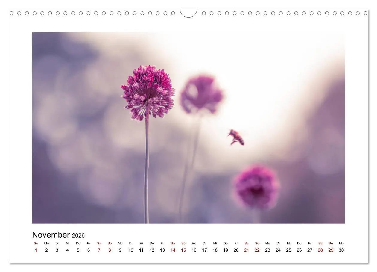 Bild: 9783457918036 | Rosa Blütentraum (Wandkalender 2026 DIN A3 quer), CALVENDO...
