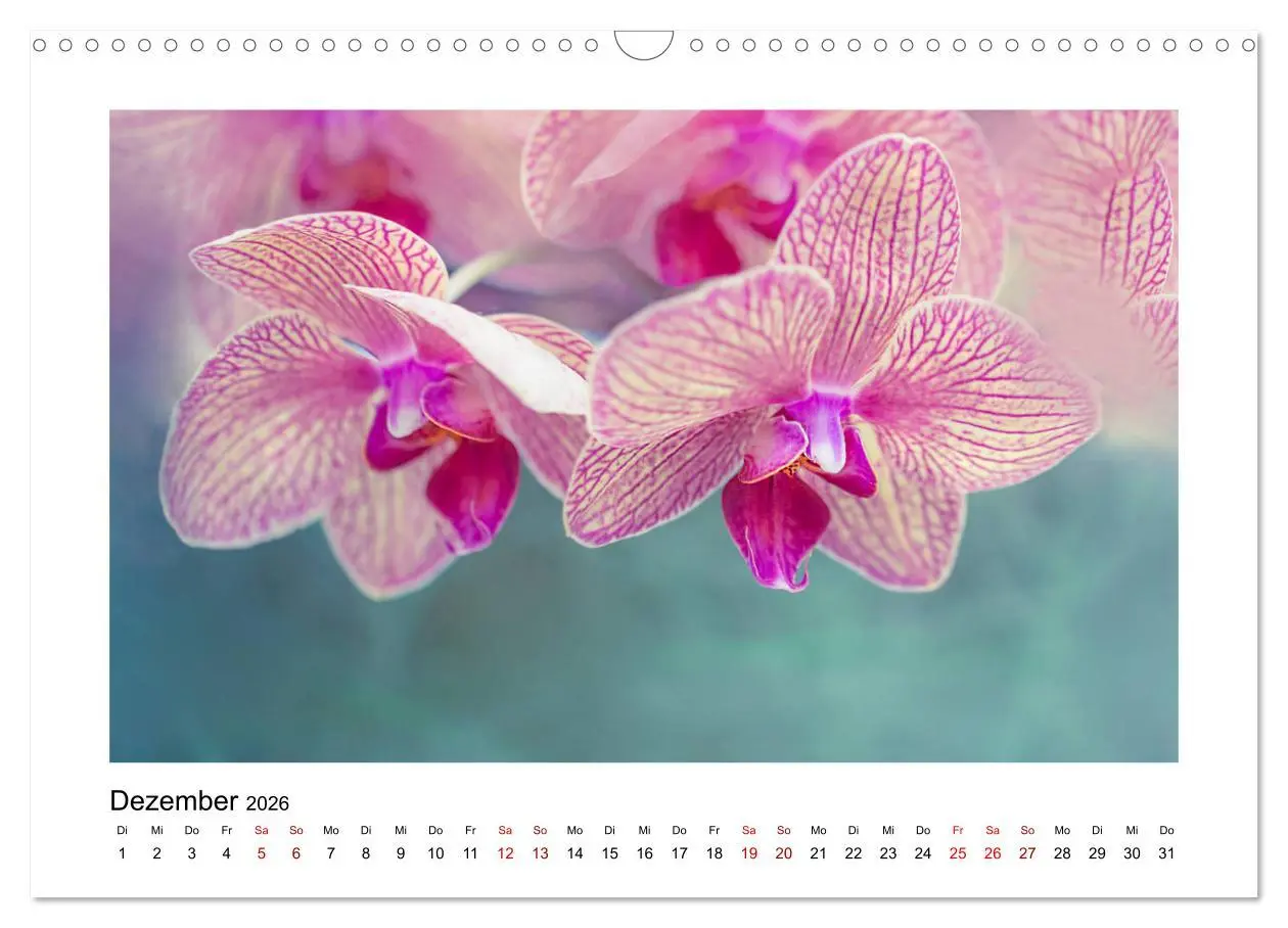 Bild: 9783457918036 | Rosa Blütentraum (Wandkalender 2026 DIN A3 quer), CALVENDO...