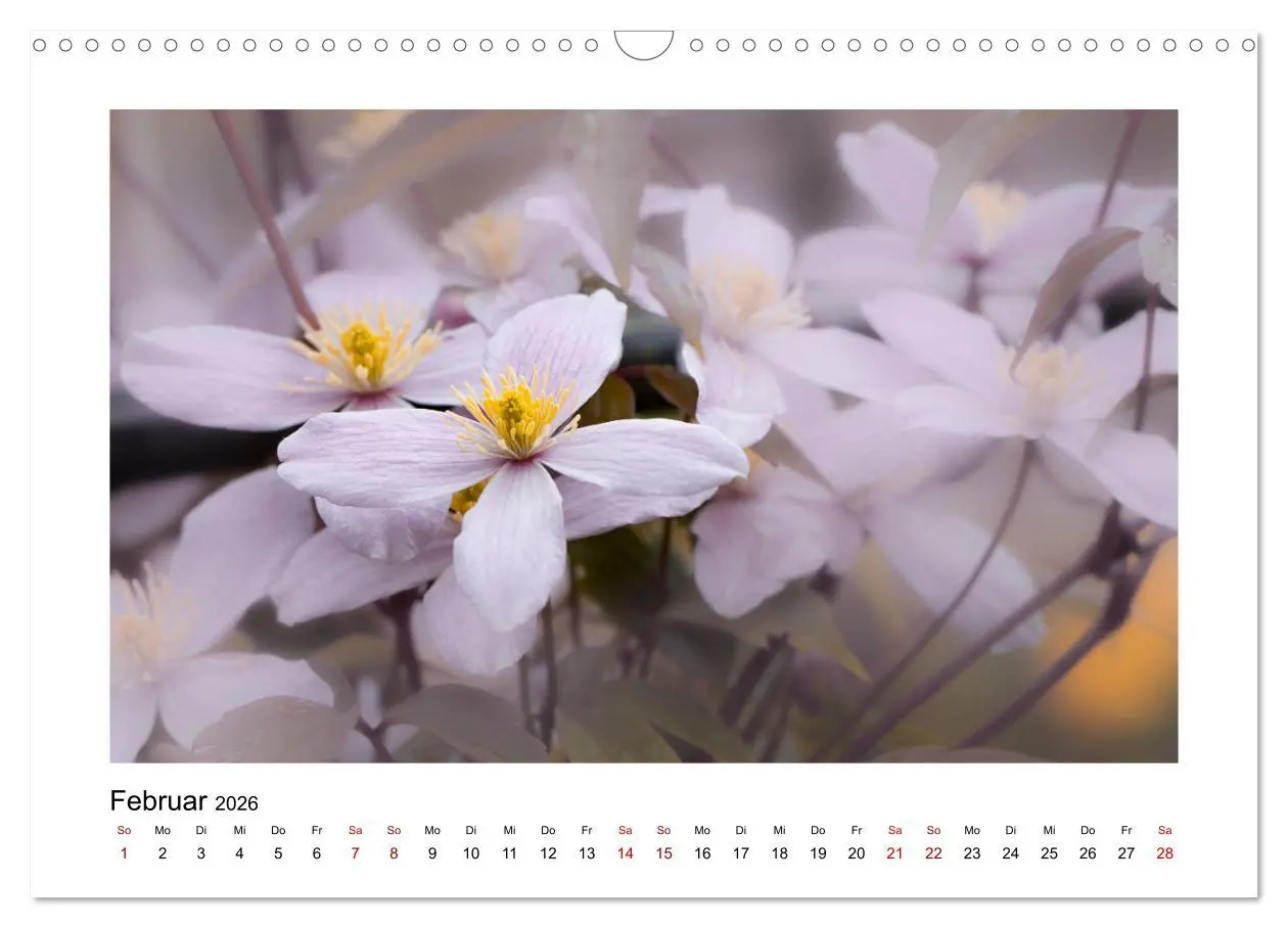 Bild: 9783457918036 | Rosa Blütentraum (Wandkalender 2026 DIN A3 quer), CALVENDO...