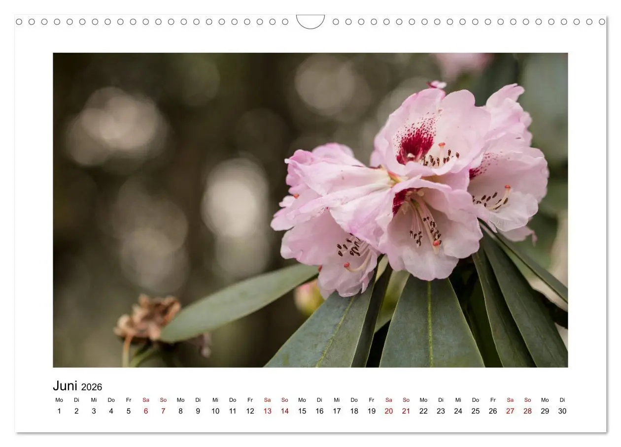 Bild: 9783457918036 | Rosa Blütentraum (Wandkalender 2026 DIN A3 quer), CALVENDO...