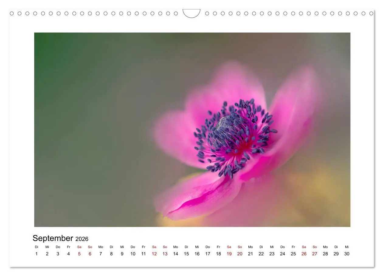 Bild: 9783457918036 | Rosa Blütentraum (Wandkalender 2026 DIN A3 quer), CALVENDO...
