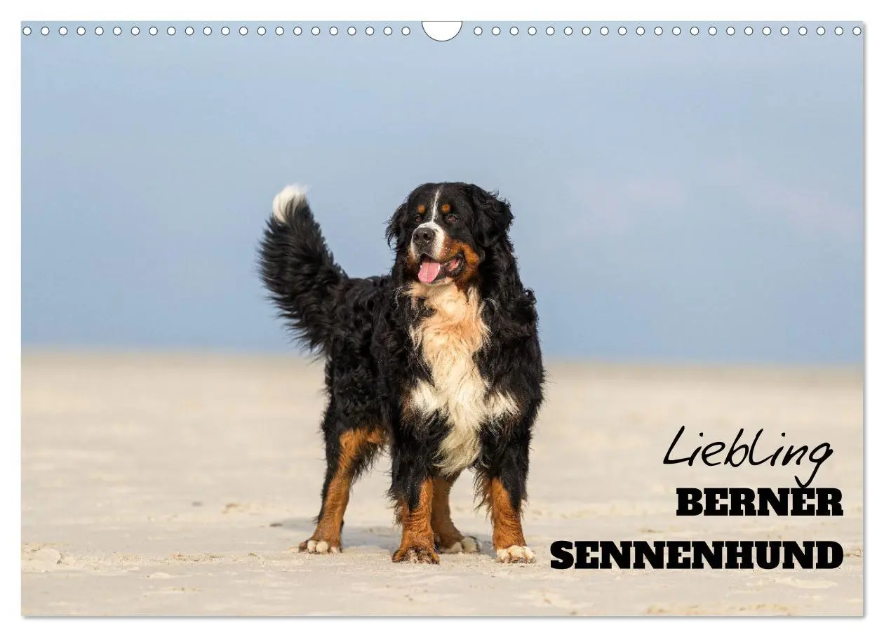 Cover: 9783516098136 | Liebling BERNER SENNENHUND (Wandkalender 2026 DIN A3 quer),...