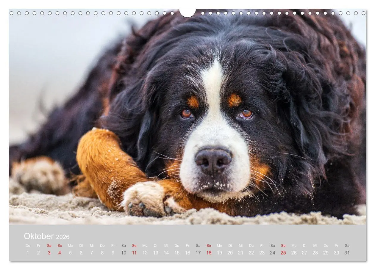 Bild: 9783516098136 | Liebling BERNER SENNENHUND (Wandkalender 2026 DIN A3 quer),...