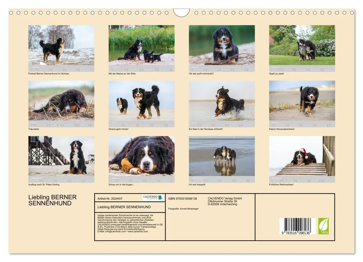 Bild: 9783516098136 | Liebling BERNER SENNENHUND (Wandkalender 2026 DIN A3 quer),...