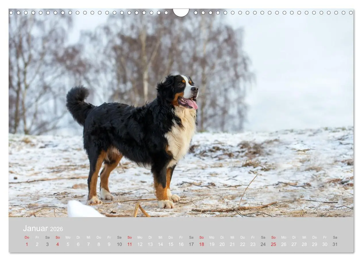 Bild: 9783516098136 | Liebling BERNER SENNENHUND (Wandkalender 2026 DIN A3 quer),...