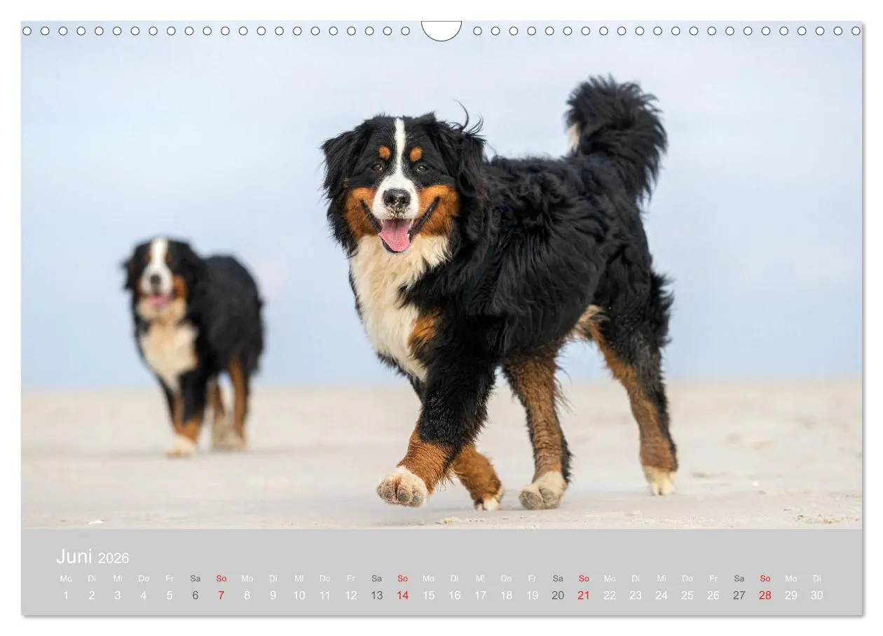 Bild: 9783516098136 | Liebling BERNER SENNENHUND (Wandkalender 2026 DIN A3 quer),...