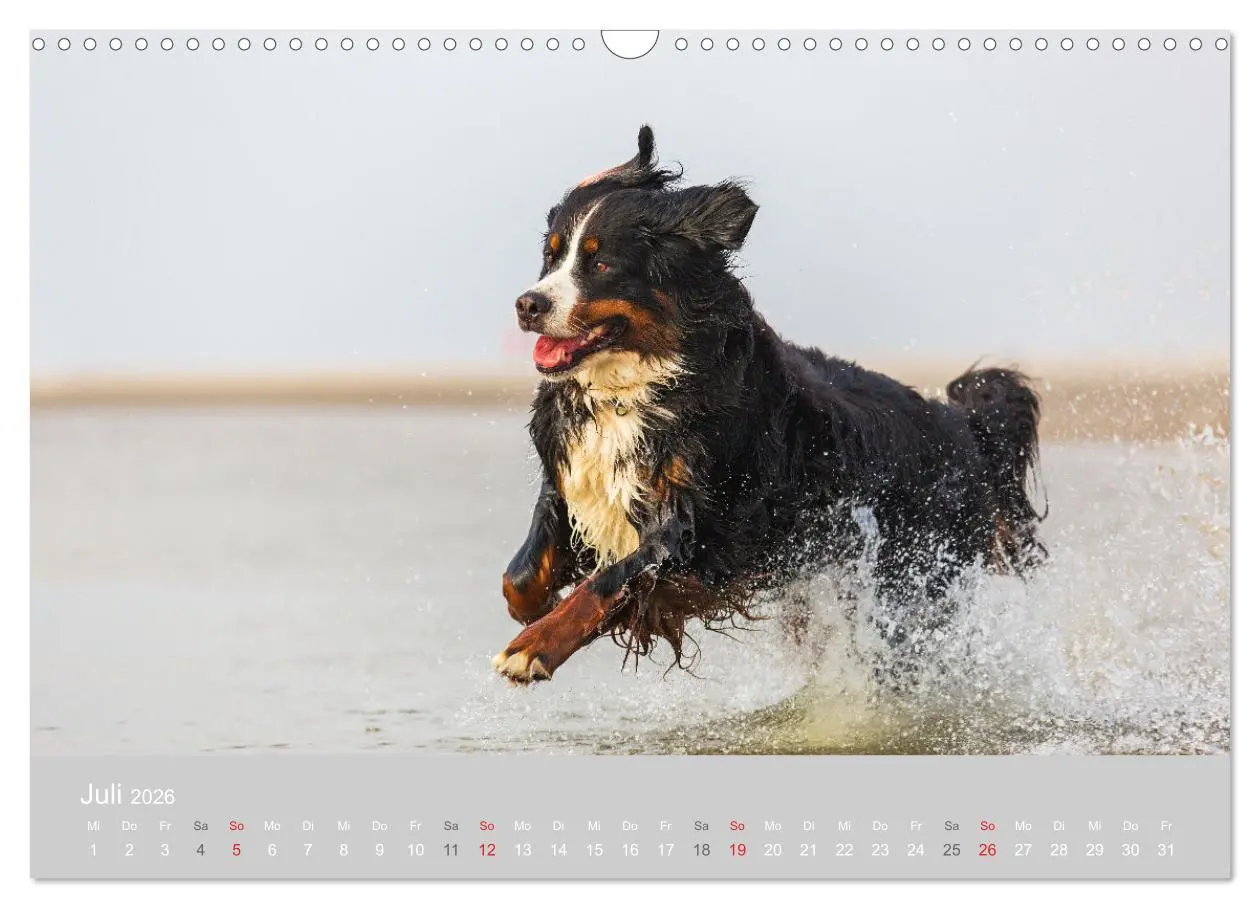 Bild: 9783516098136 | Liebling BERNER SENNENHUND (Wandkalender 2026 DIN A3 quer),...