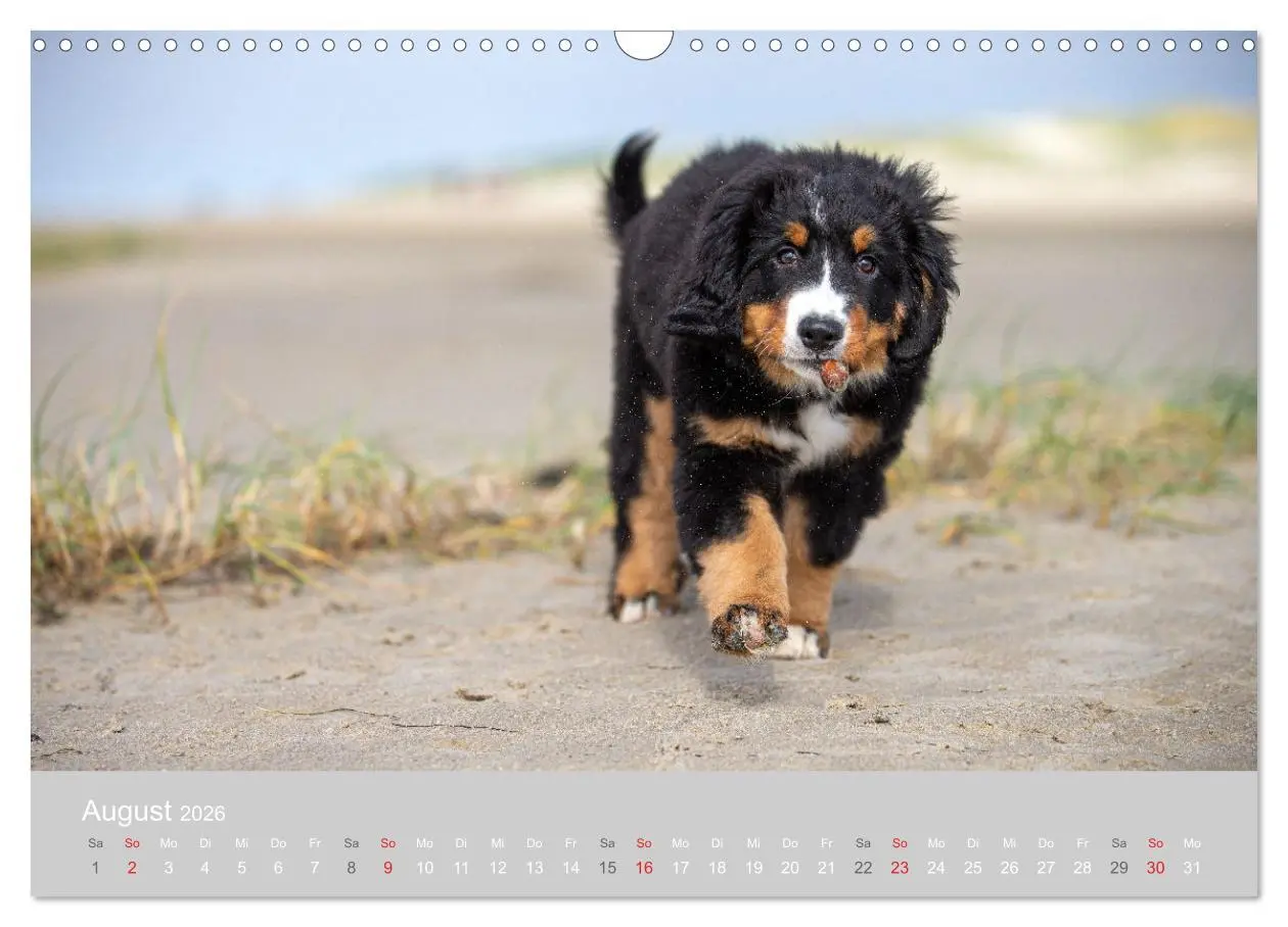 Bild: 9783516098136 | Liebling BERNER SENNENHUND (Wandkalender 2026 DIN A3 quer),...