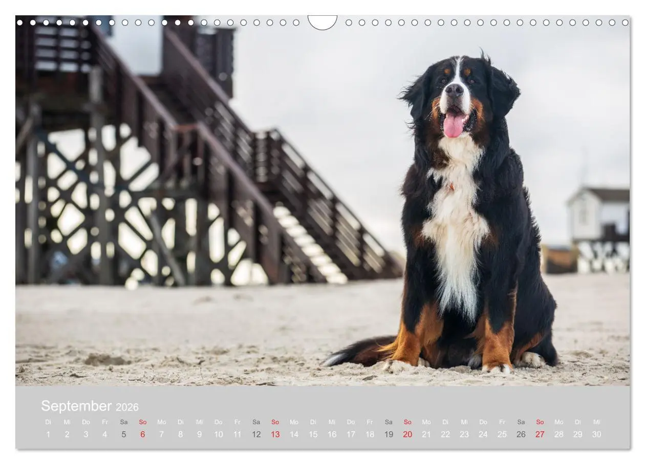 Bild: 9783516098136 | Liebling BERNER SENNENHUND (Wandkalender 2026 DIN A3 quer),...