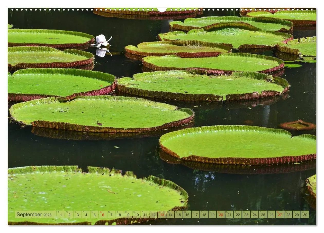 Bild: 9783516238136 | Träum dich nach Mauritius (Wandkalender 2026 DIN A2 quer), CALVENDO...