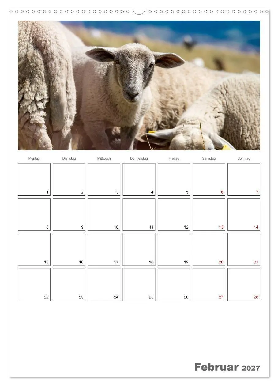 Bild: 9783569708136 | Schafe - 12 Monate in der Herde (Wandkalender 2027 DIN A2 hoch),...