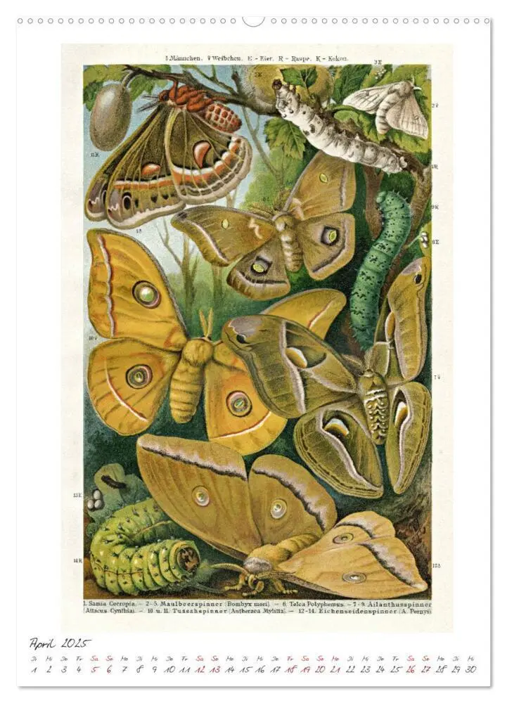 Bild: 9783435978236 | Formenspiele der Evolution. Chromolithographien des 19....
