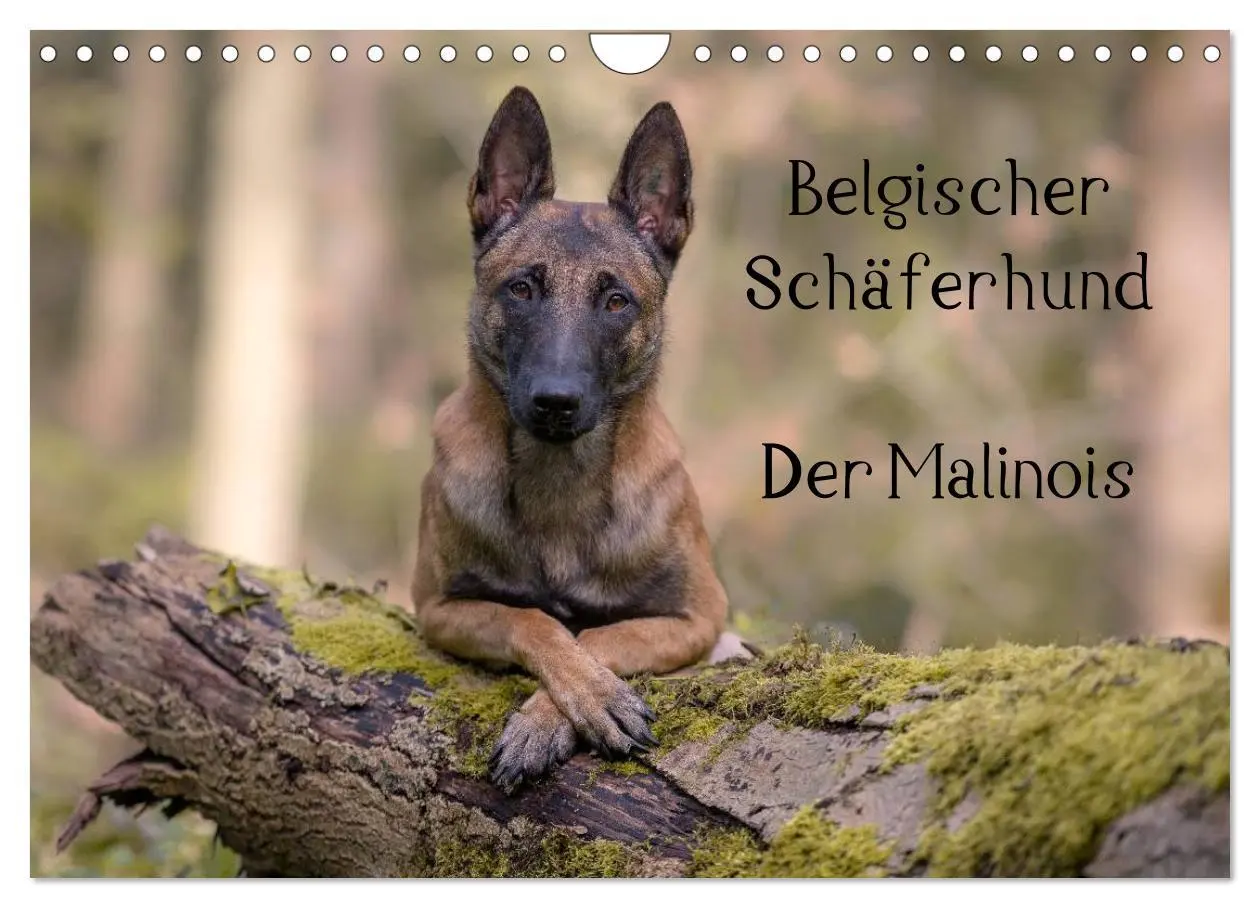 Cover: 9783516088236 | Belgischer Schäferhund - Der Malinois (Wandkalender 2026 DIN A4...