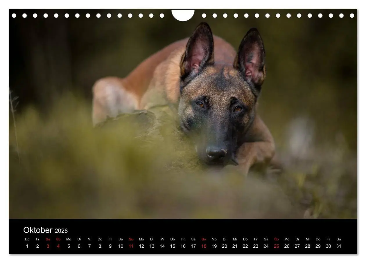 Bild: 9783516088236 | Belgischer Schäferhund - Der Malinois (Wandkalender 2026 DIN A4...