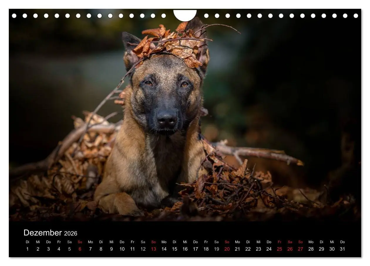 Bild: 9783516088236 | Belgischer Schäferhund - Der Malinois (Wandkalender 2026 DIN A4...