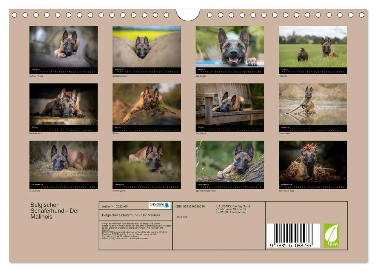 Bild: 9783516088236 | Belgischer Schäferhund - Der Malinois (Wandkalender 2026 DIN A4...
