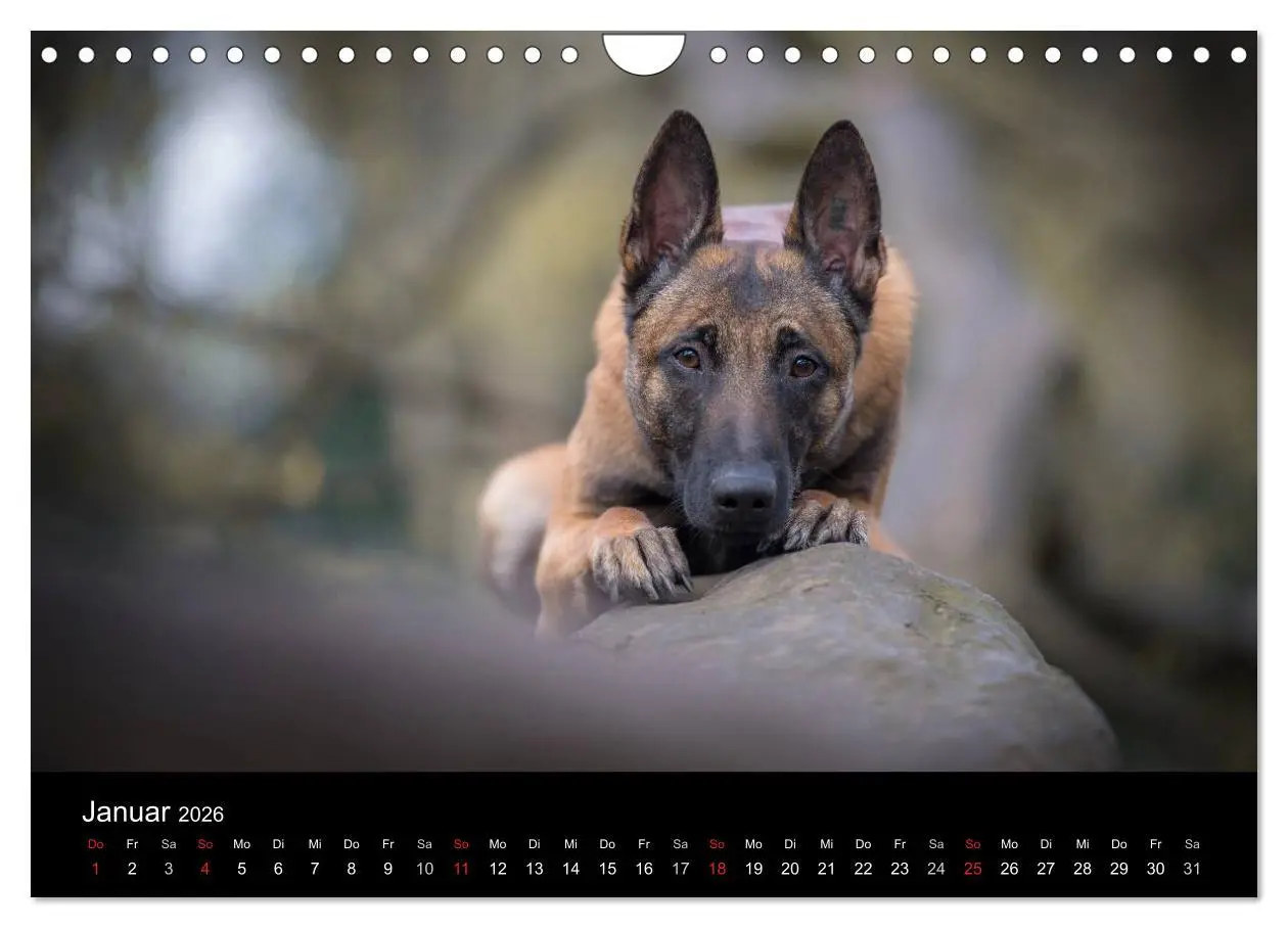 Bild: 9783516088236 | Belgischer Schäferhund - Der Malinois (Wandkalender 2026 DIN A4...