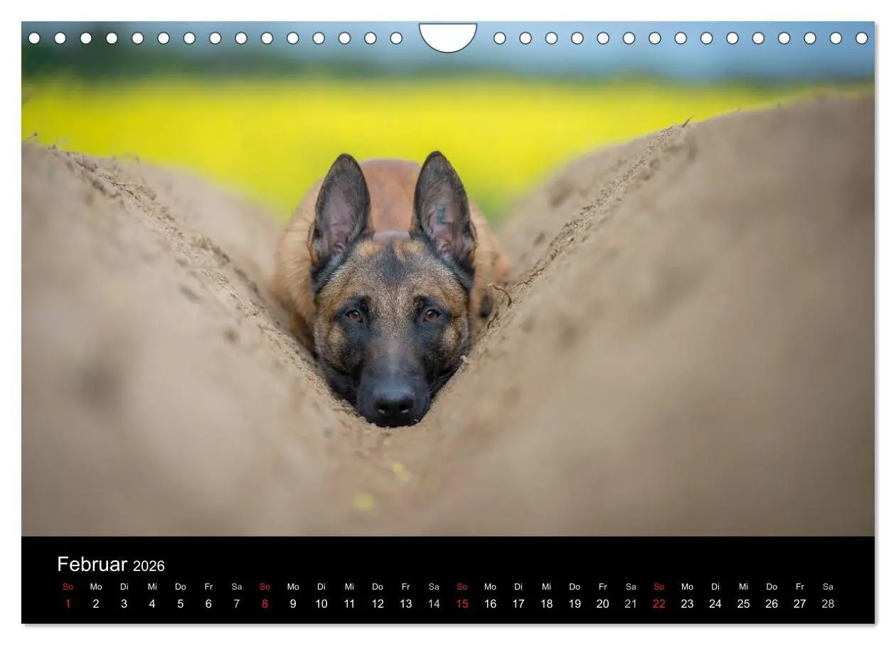 Bild: 9783516088236 | Belgischer Schäferhund - Der Malinois (Wandkalender 2026 DIN A4...