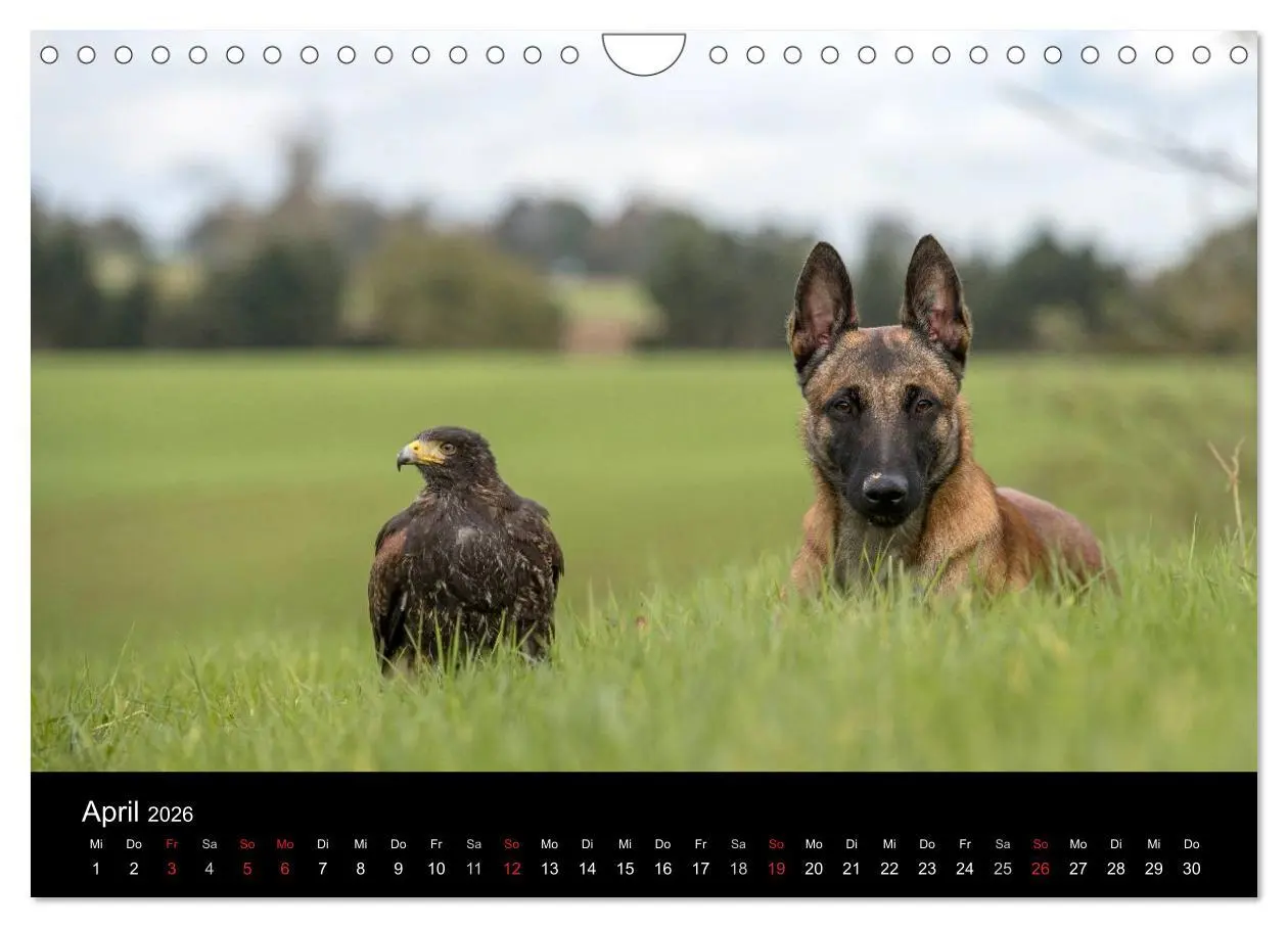 Bild: 9783516088236 | Belgischer Schäferhund - Der Malinois (Wandkalender 2026 DIN A4...
