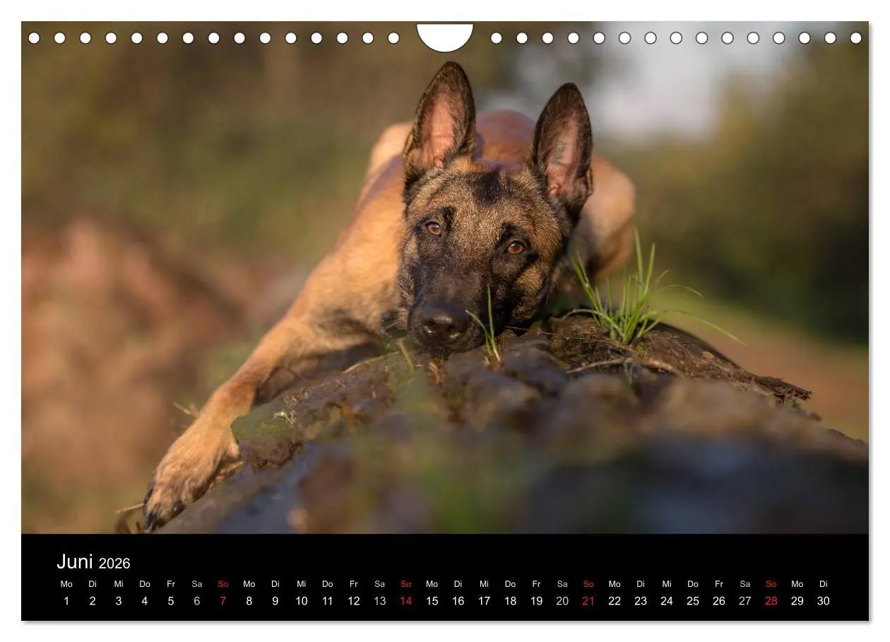 Bild: 9783516088236 | Belgischer Schäferhund - Der Malinois (Wandkalender 2026 DIN A4...