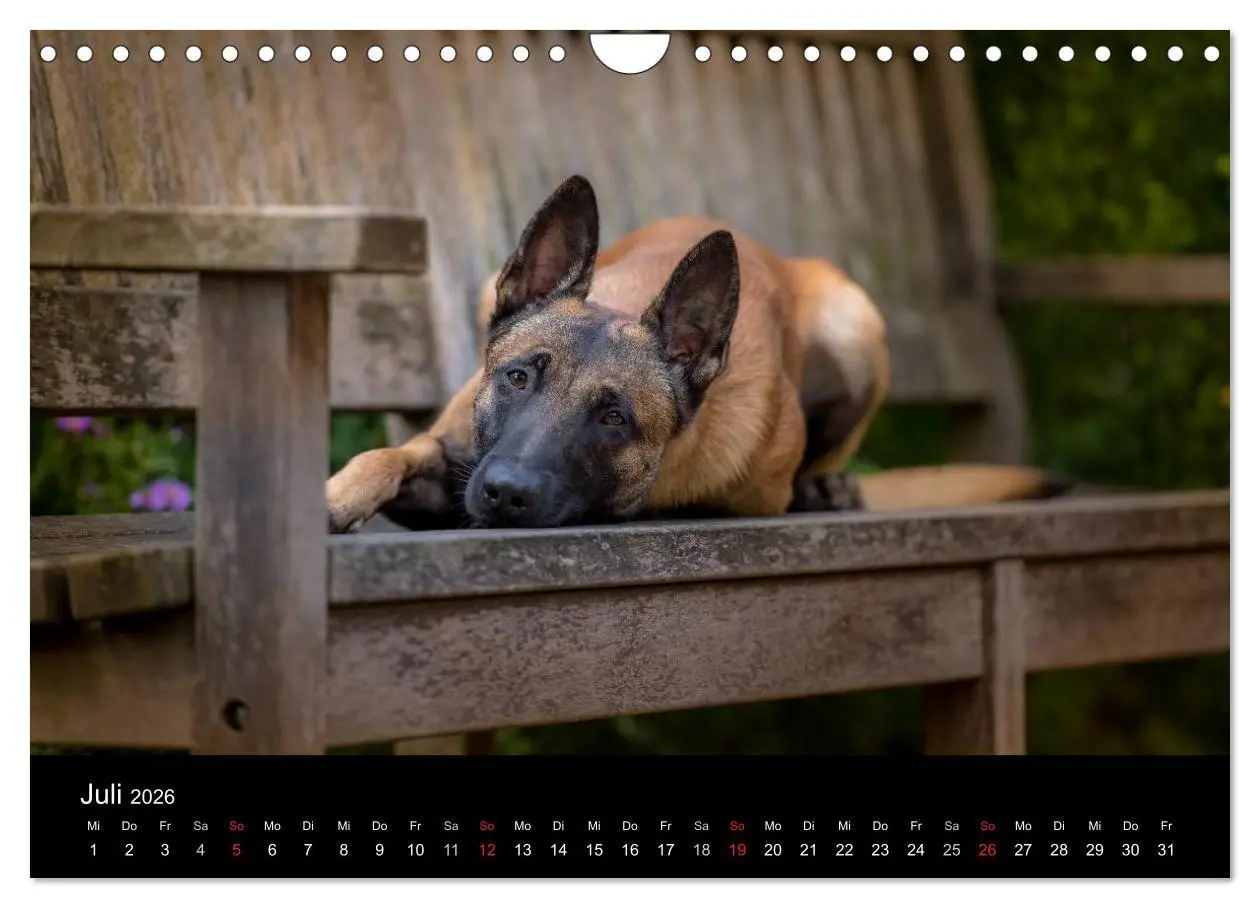 Bild: 9783516088236 | Belgischer Schäferhund - Der Malinois (Wandkalender 2026 DIN A4...