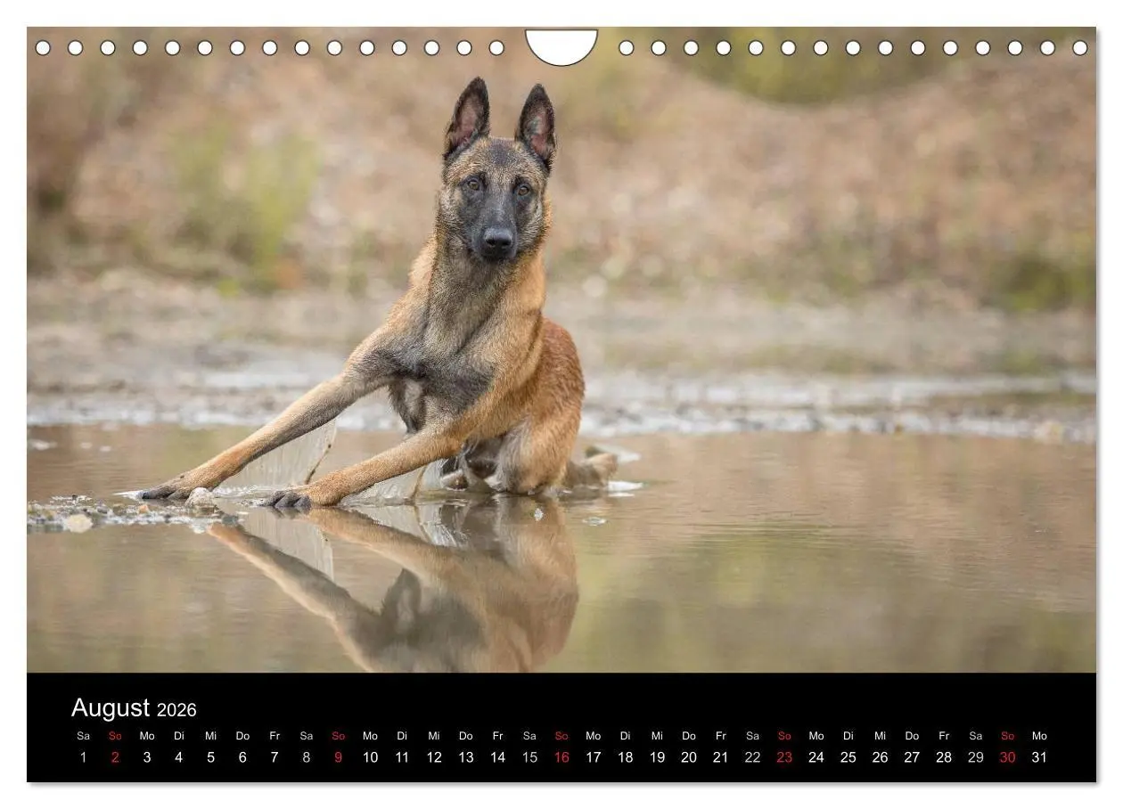 Bild: 9783516088236 | Belgischer Schäferhund - Der Malinois (Wandkalender 2026 DIN A4...
