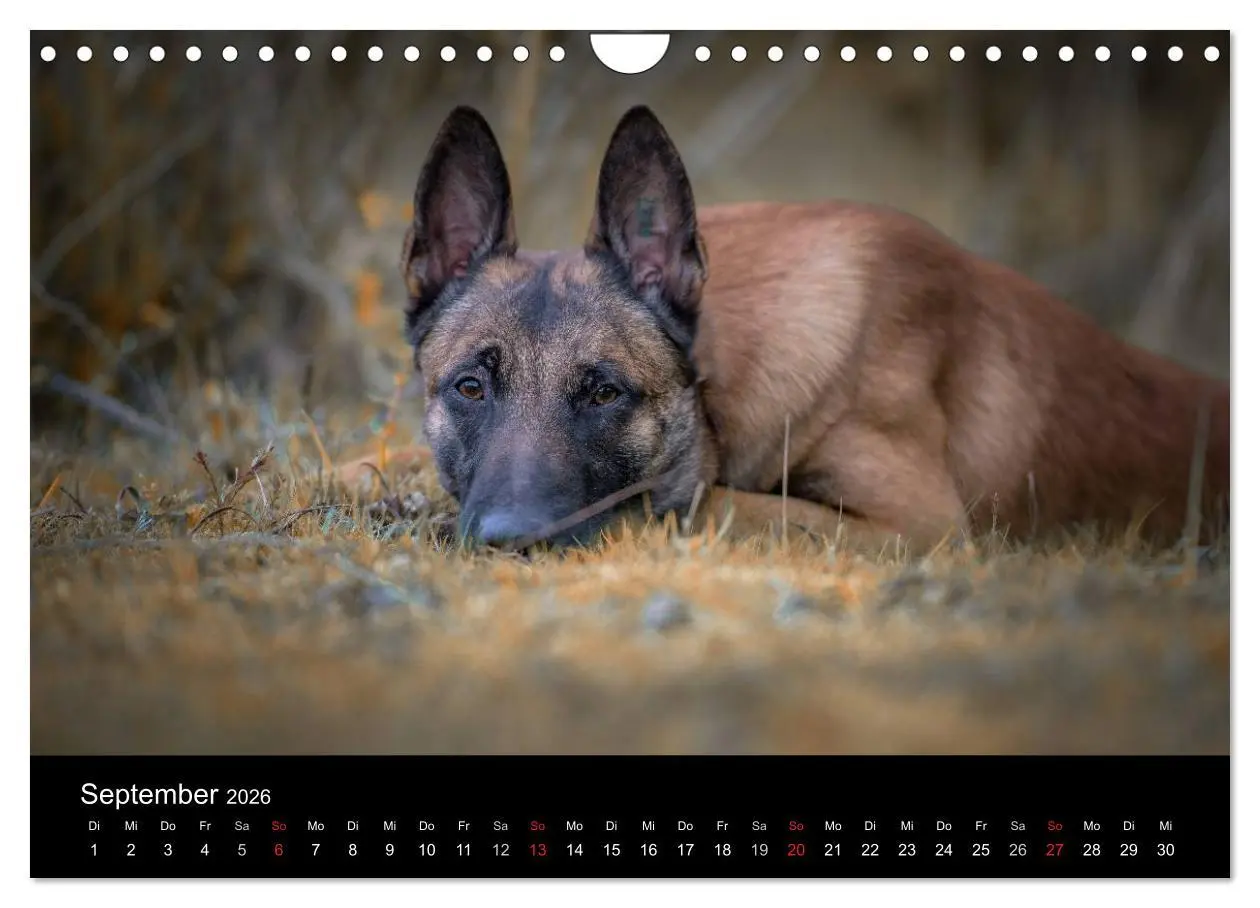 Bild: 9783516088236 | Belgischer Schäferhund - Der Malinois (Wandkalender 2026 DIN A4...