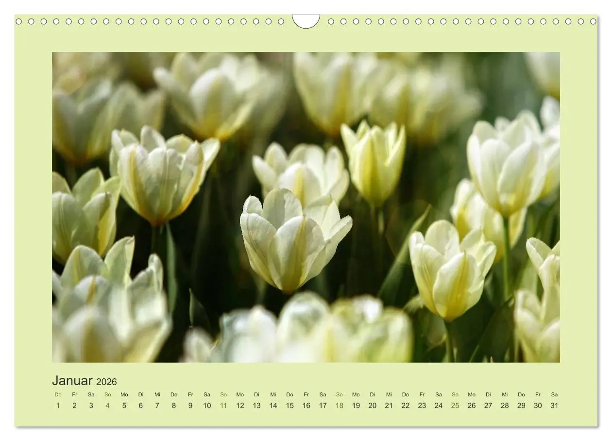 Bild: 9783516228236 | 12 Farben (Wandkalender 2026 DIN A3 quer), CALVENDO Monatskalender