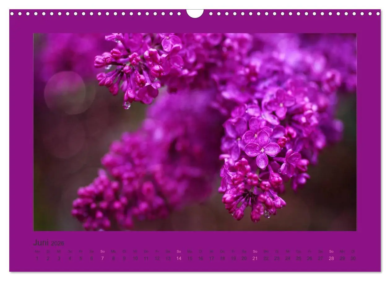Bild: 9783516228236 | 12 Farben (Wandkalender 2026 DIN A3 quer), CALVENDO Monatskalender