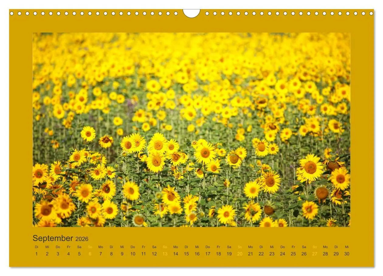 Bild: 9783516228236 | 12 Farben (Wandkalender 2026 DIN A3 quer), CALVENDO Monatskalender