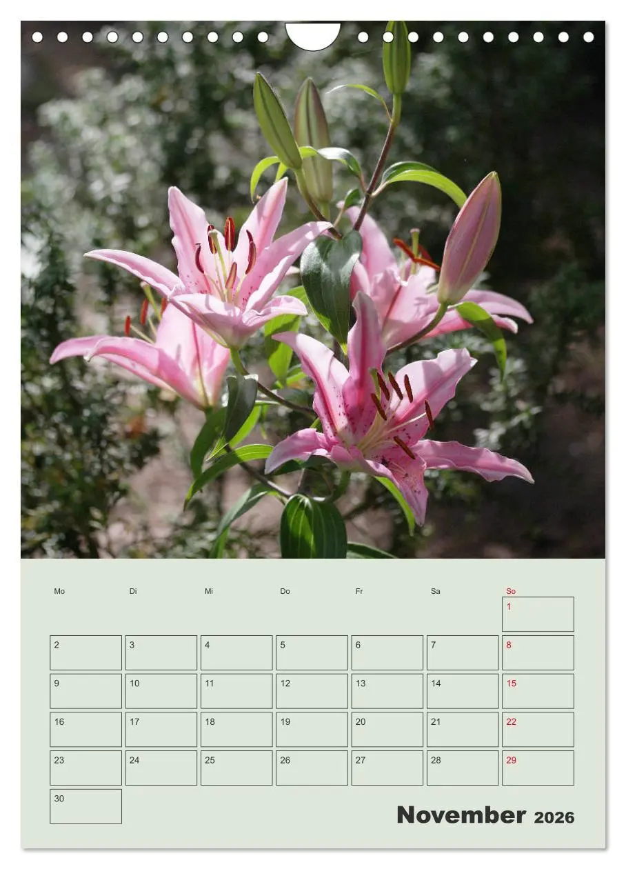 Bild: 9783516398236 | Lilien im Garten (Wandkalender 2026 DIN A4 hoch), CALVENDO...