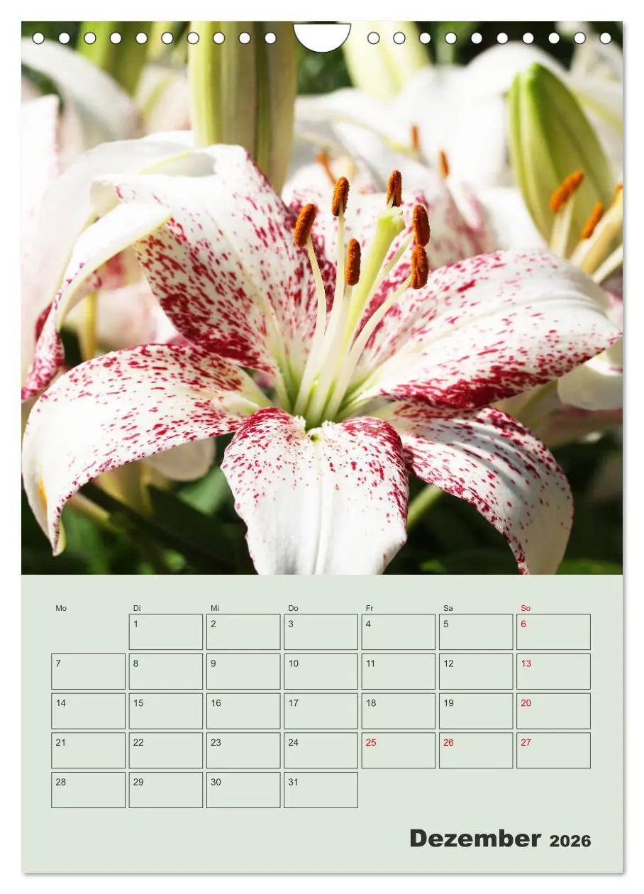 Bild: 9783516398236 | Lilien im Garten (Wandkalender 2026 DIN A4 hoch), CALVENDO...