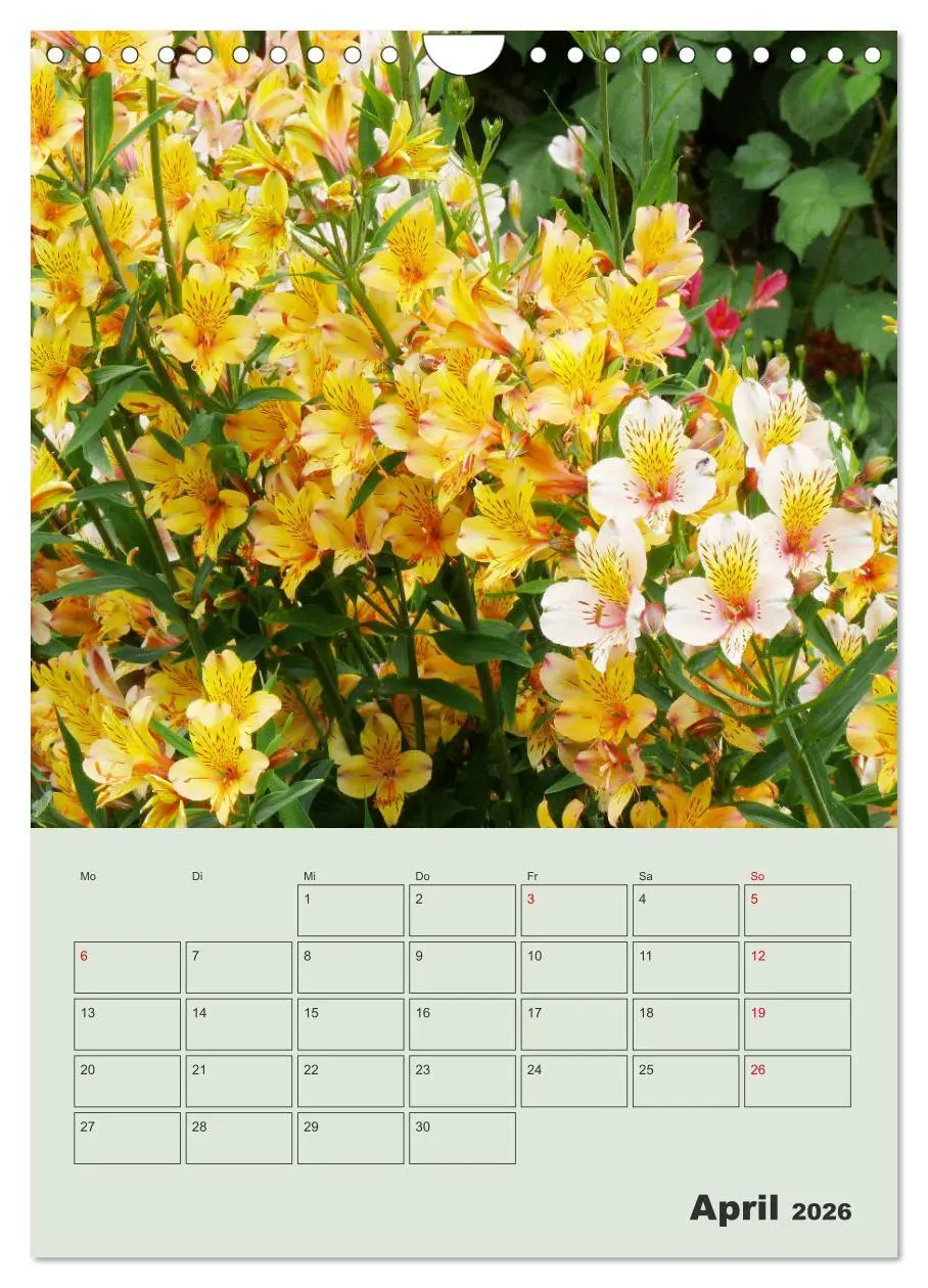 Bild: 9783516398236 | Lilien im Garten (Wandkalender 2026 DIN A4 hoch), CALVENDO...