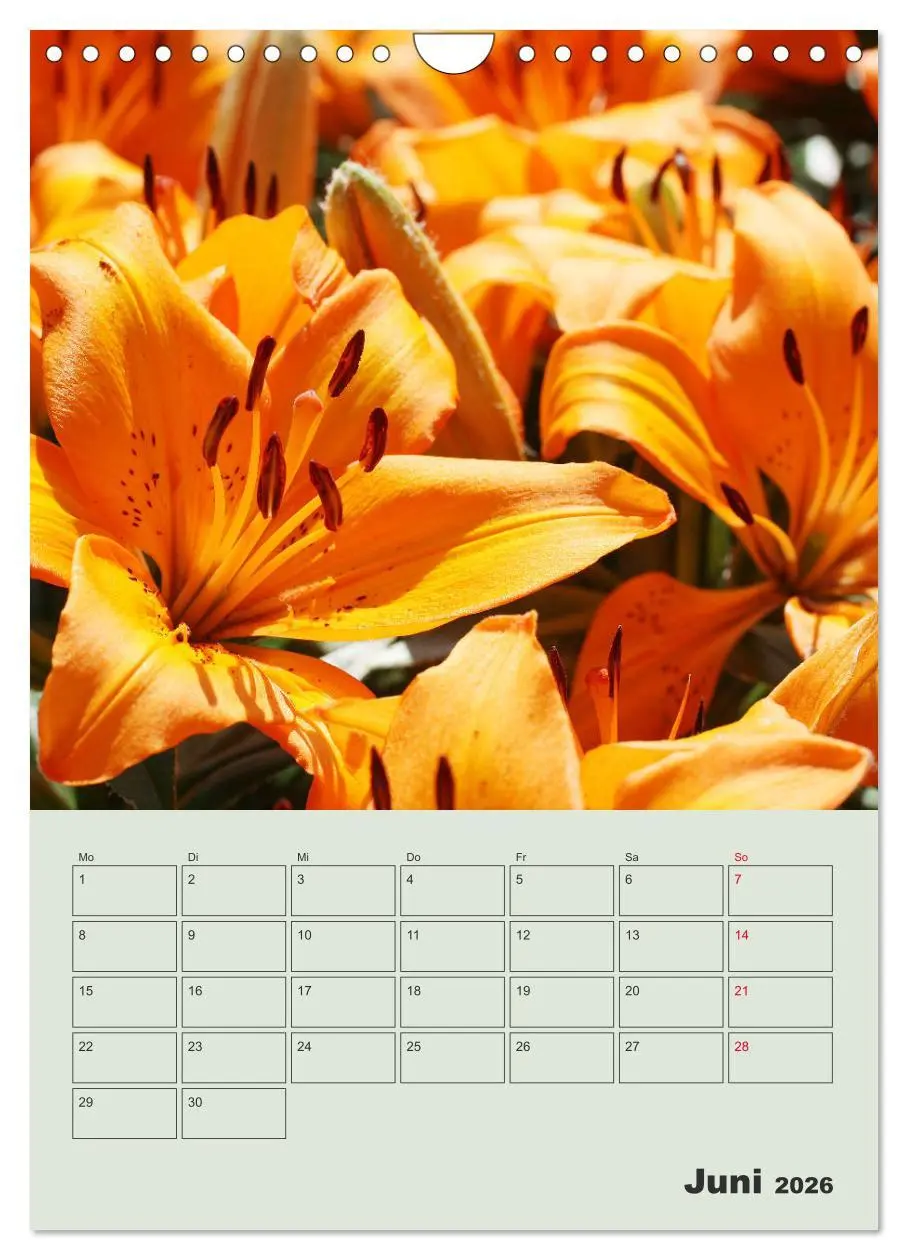 Bild: 9783516398236 | Lilien im Garten (Wandkalender 2026 DIN A4 hoch), CALVENDO...