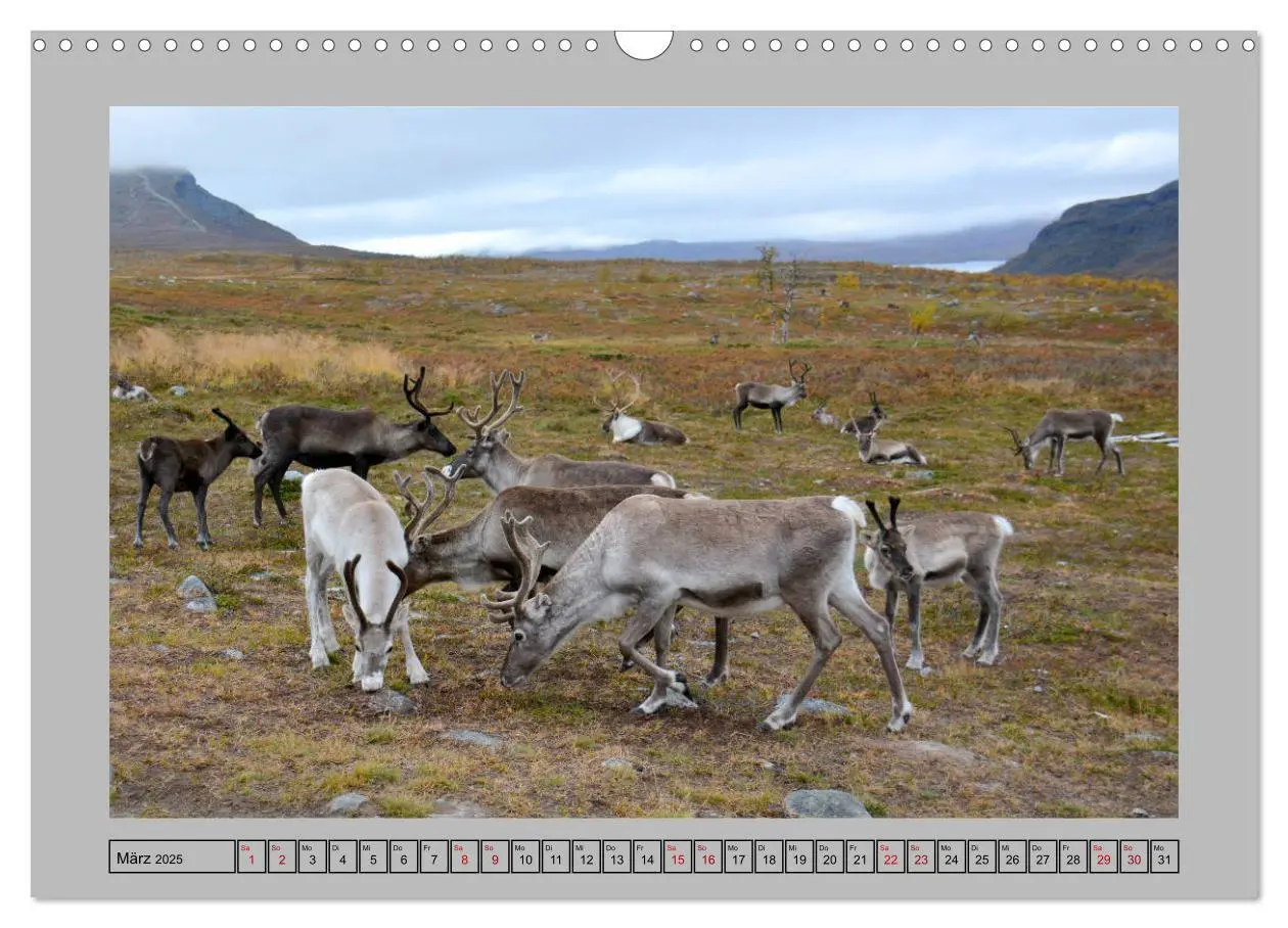 Bild: 9783435278336 | Rentiere im Hohen Norden (Wandkalender 2025 DIN A3 quer), CALVENDO...