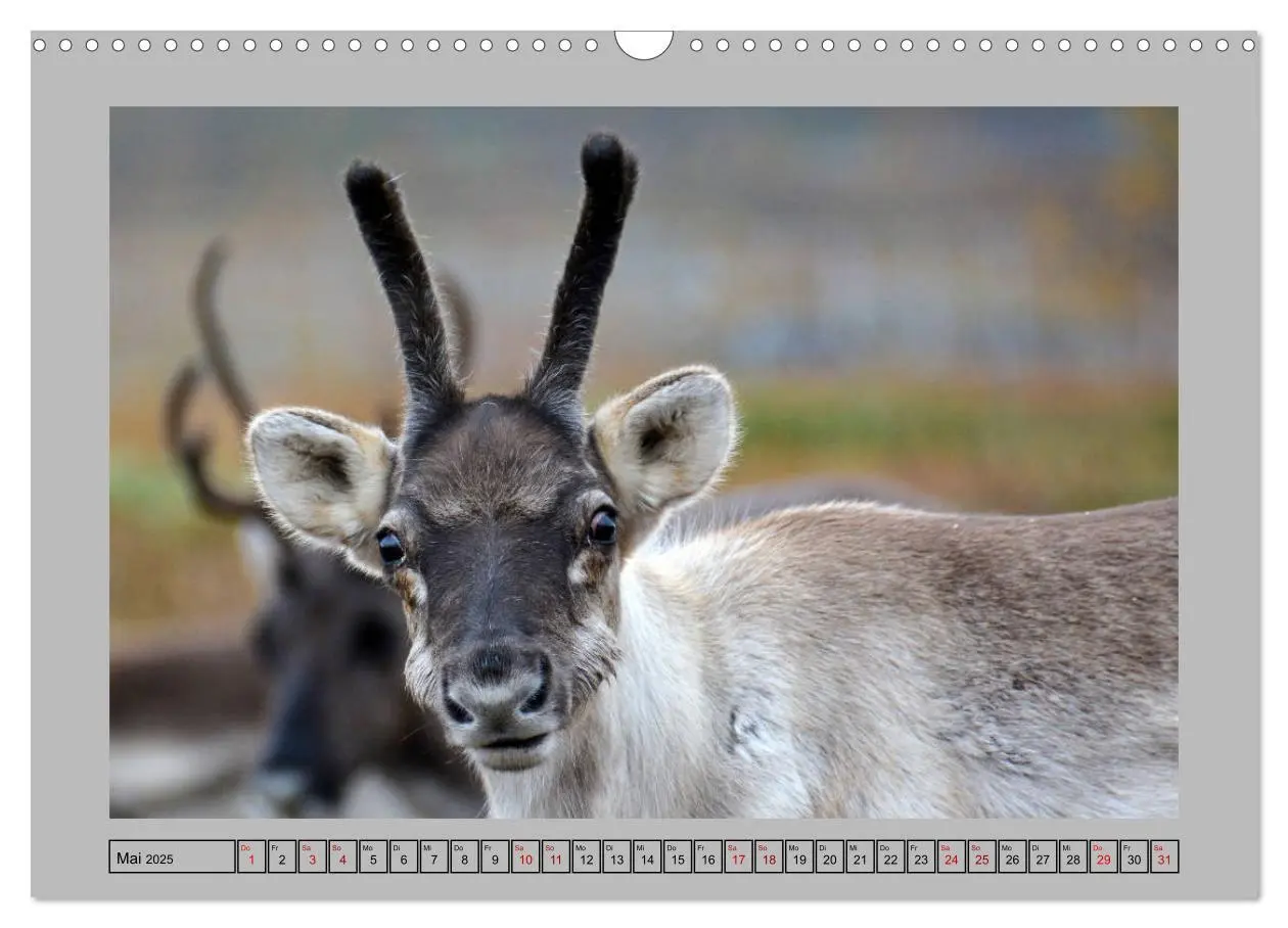 Bild: 9783435278336 | Rentiere im Hohen Norden (Wandkalender 2025 DIN A3 quer), CALVENDO...