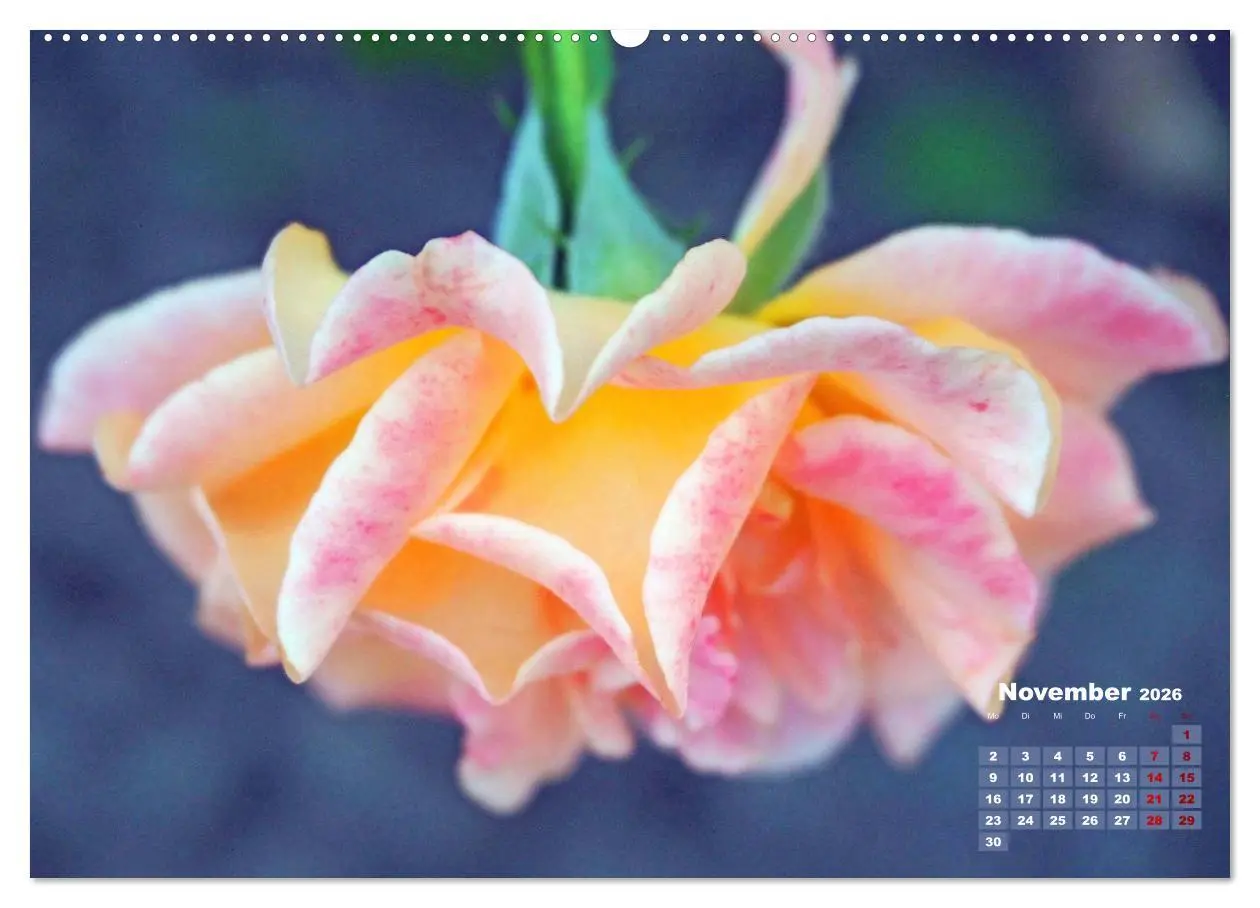 Bild: 9783457738436 | Rosen, die Königin der Blumen (Wandkalender 2026 DIN A2 quer),...